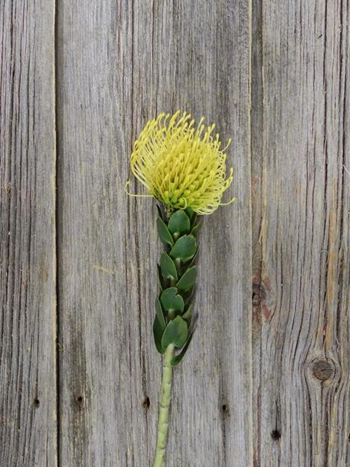 PINCUSHION YELLOW PROTEA